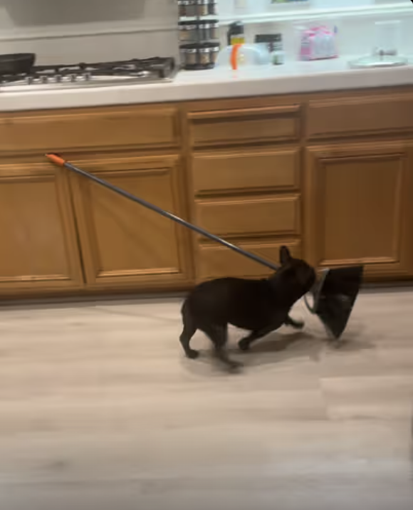 When your dog insists on sweeping the floors !!!